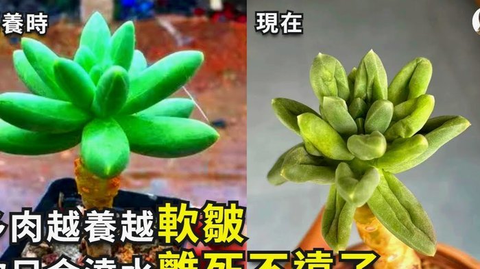得物月付套现有风险吗？