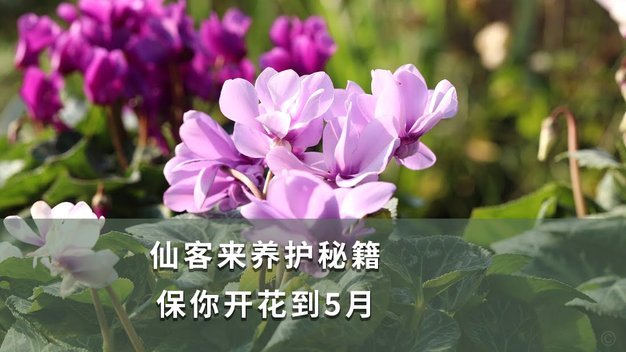 怎样套花呗出来