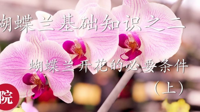 有什么套花呗的软件吗