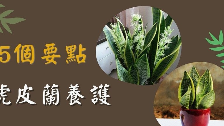 花呗异常状况全解惑