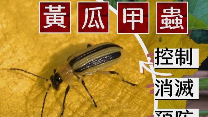 隐翅虫“硫酸”：真相大揭秘