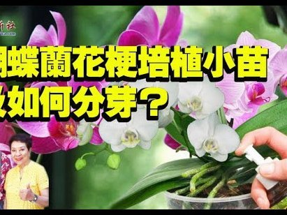花呗的提现额度是什么意思