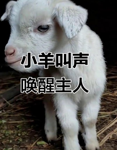 羊小咩16000