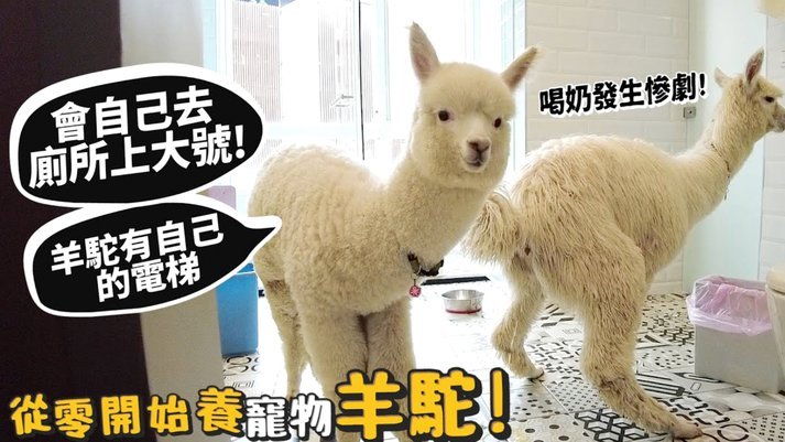 羊小咩购物额度套现可靠吗