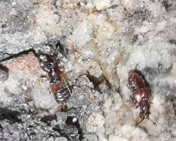隐翅虫体液有毒吗